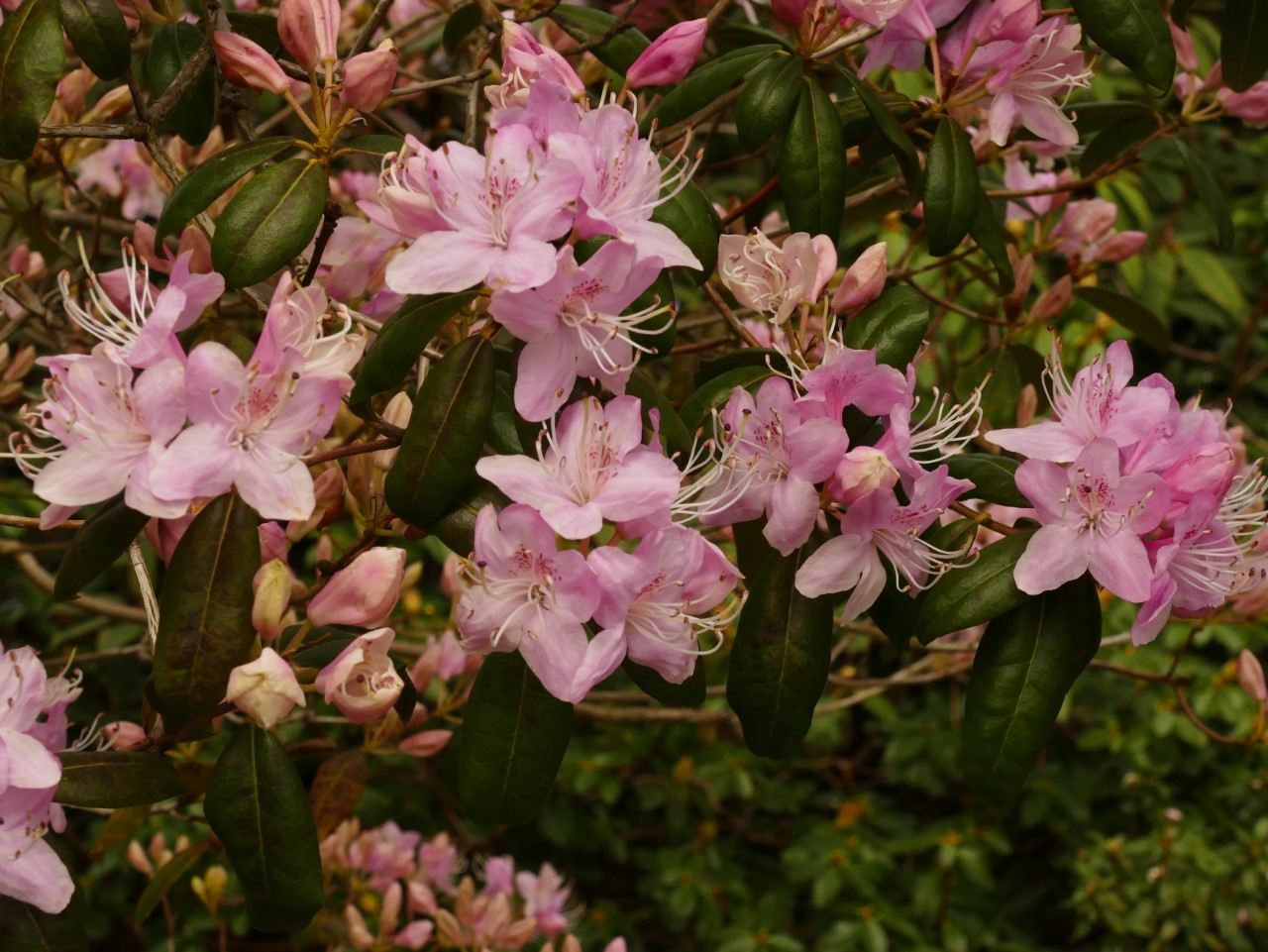 R. davidsonianum AGM